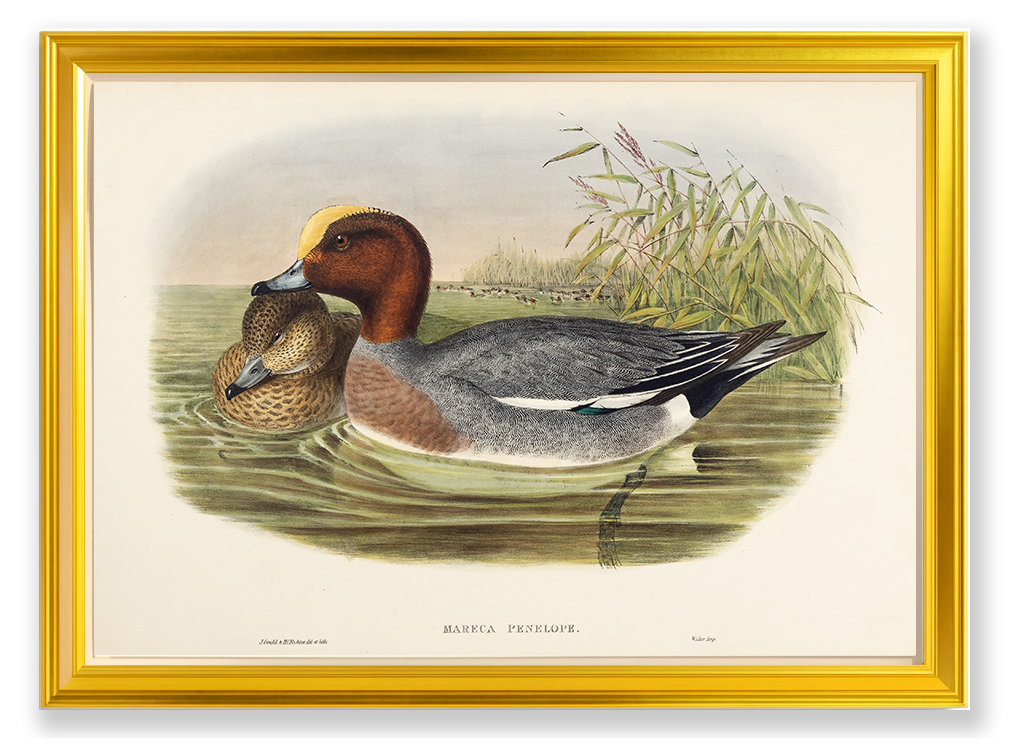 John Gould (1804-1881), Mareca penelope [Widgeon]