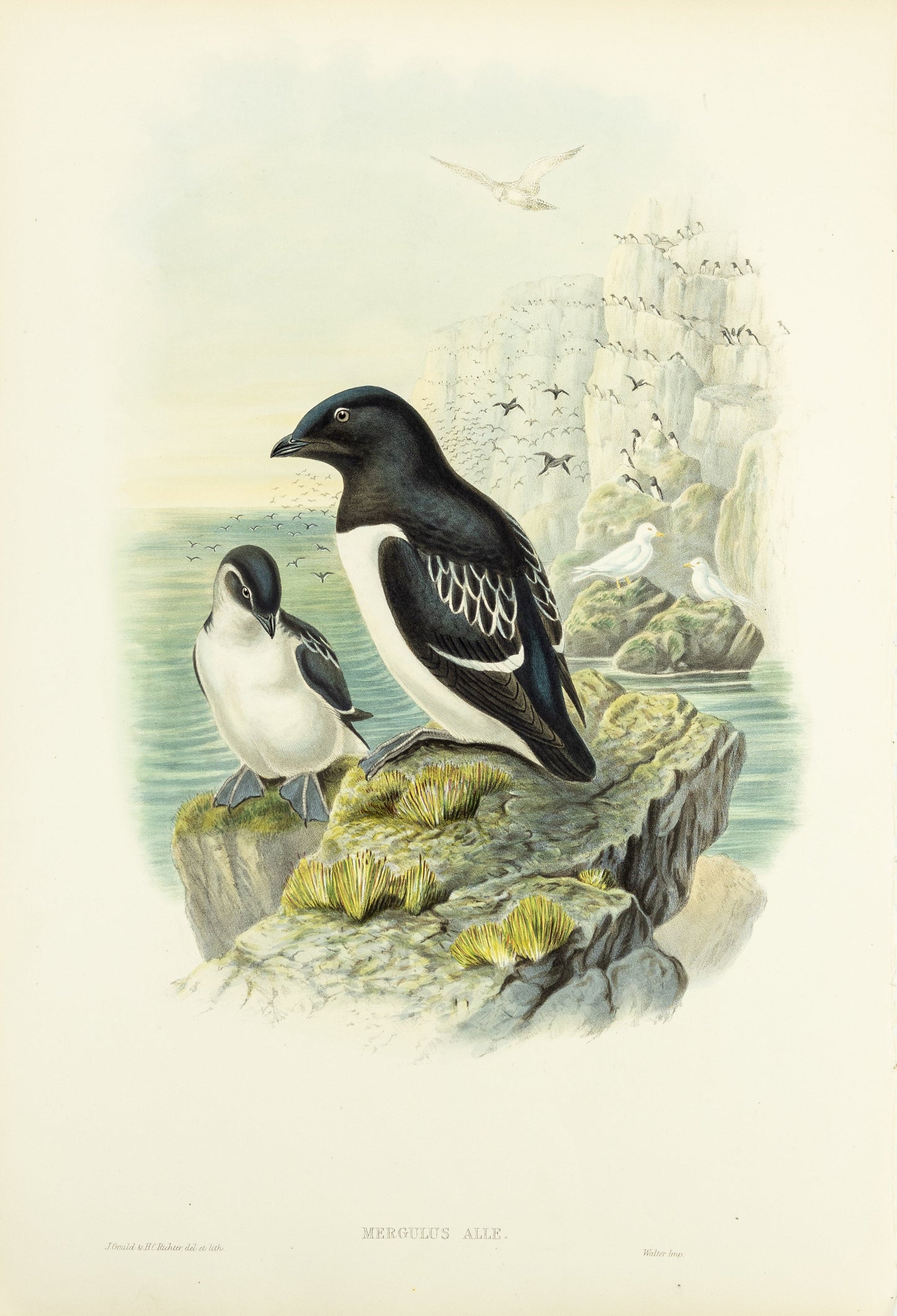 John Gould (1804-1881), Mergulus alle [Little Auk]