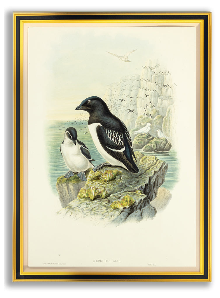 John Gould (1804-1881), Mergulus alle [Little Auk]