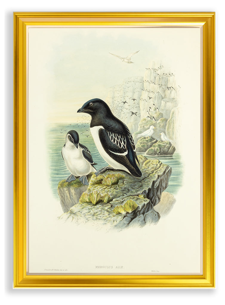 John Gould (1804-1881), Mergulus alle [Little Auk]