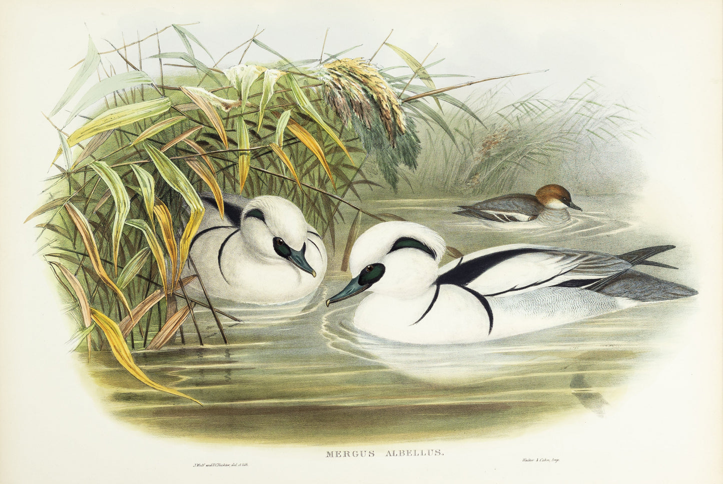 John Gould (1804-1881), Mergus albellus [Smew, or Nun]