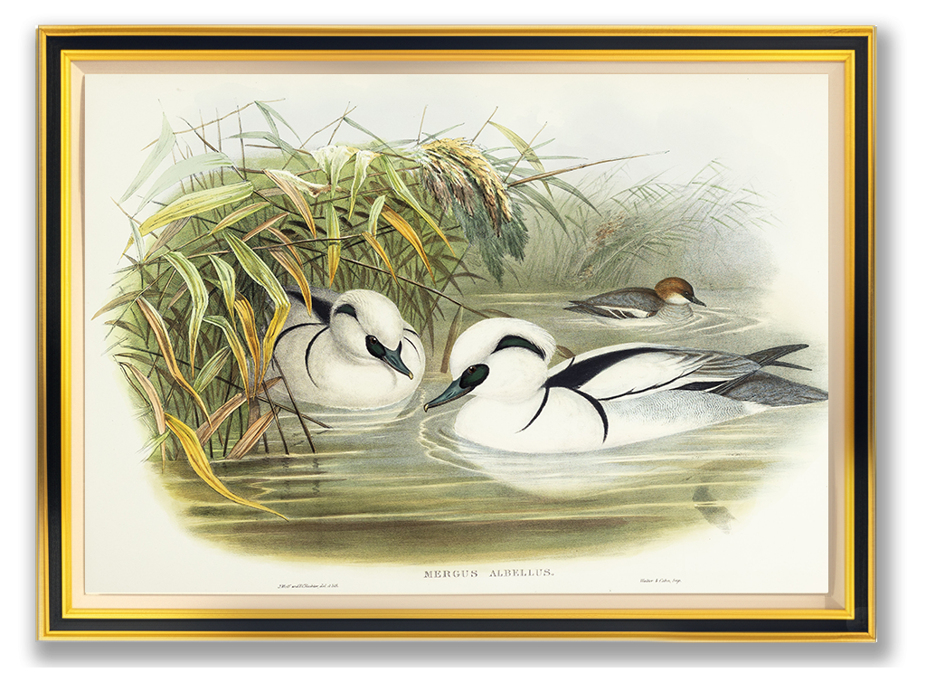 John Gould (1804-1881), Mergus albellus [Smew, or Nun]