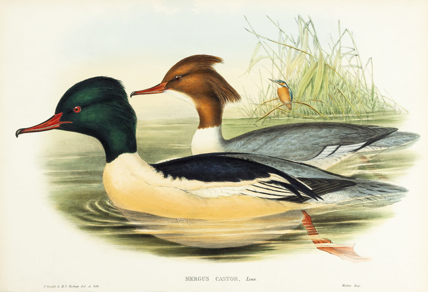 John Gould (1804-1881), Mergus castor [Goosander]