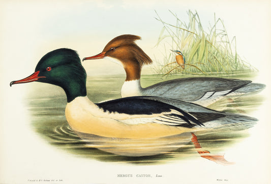 John Gould (1804-1881), Mergus castor [Goosander]
