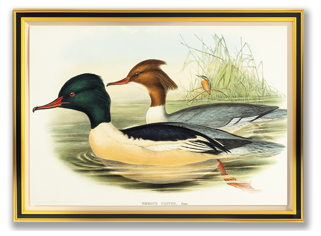 John Gould (1804-1881), Mergus castor [Goosander]