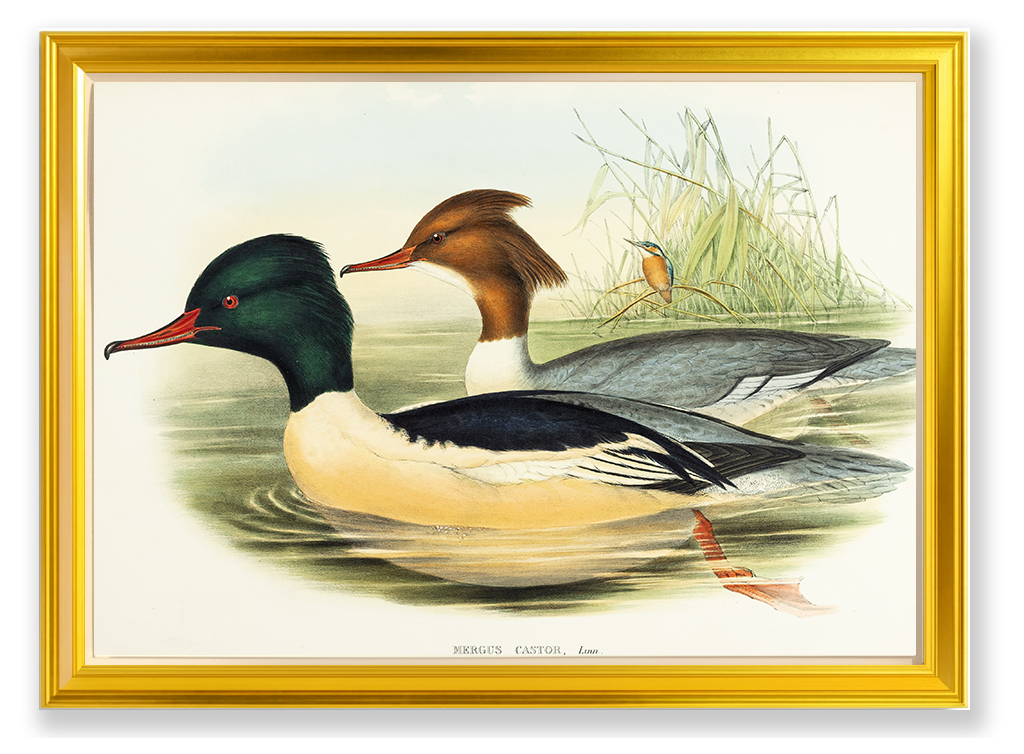 John Gould (1804-1881), Mergus castor [Goosander]