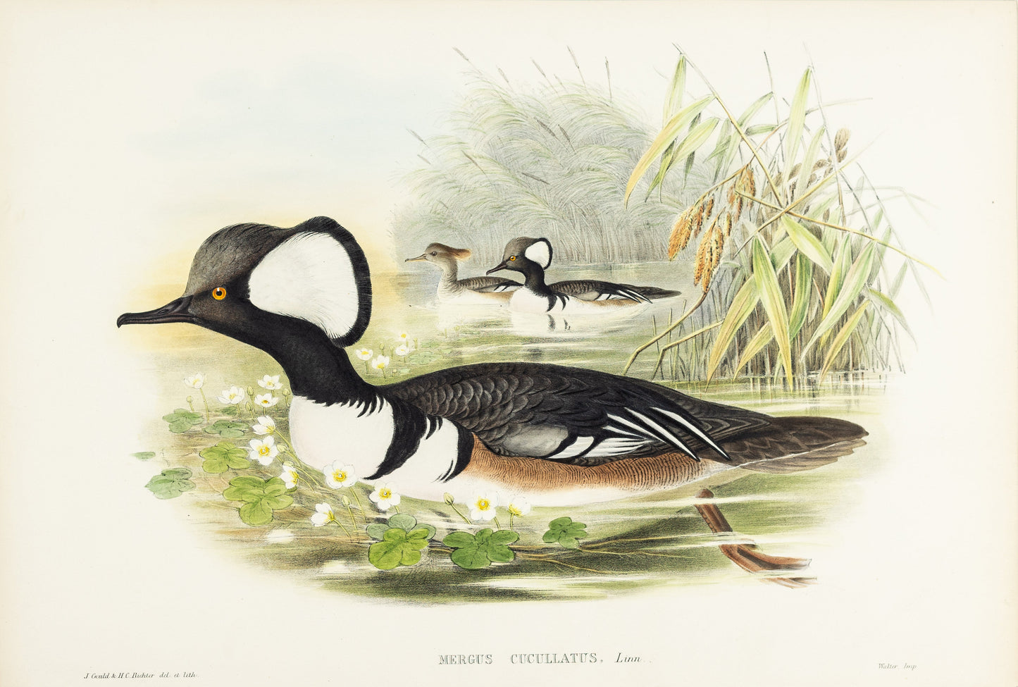 John Gould (1804-1881), Mergus cucullatus [Hooded Merganser]