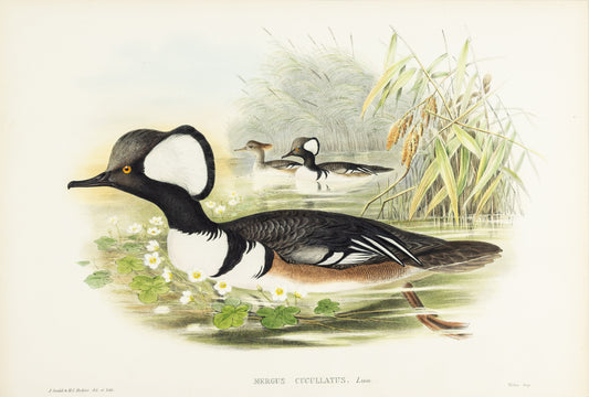 John Gould (1804-1881), Mergus cucullatus [Hooded Merganser]