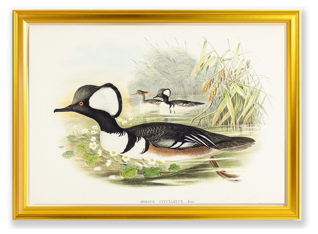 John Gould (1804-1881), Mergus cucullatus [Hooded Merganser]