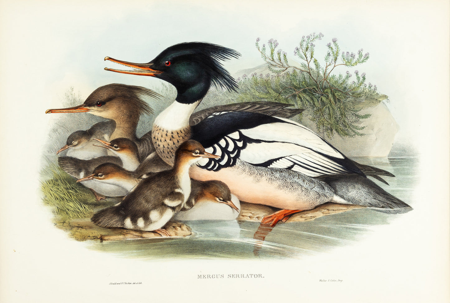 John Gould (1804-1881), Mergus serrator [Merganser]