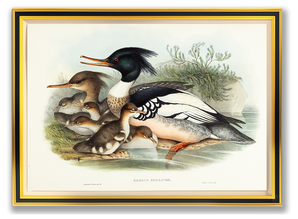 John Gould (1804-1881), Mergus serrator [Merganser]