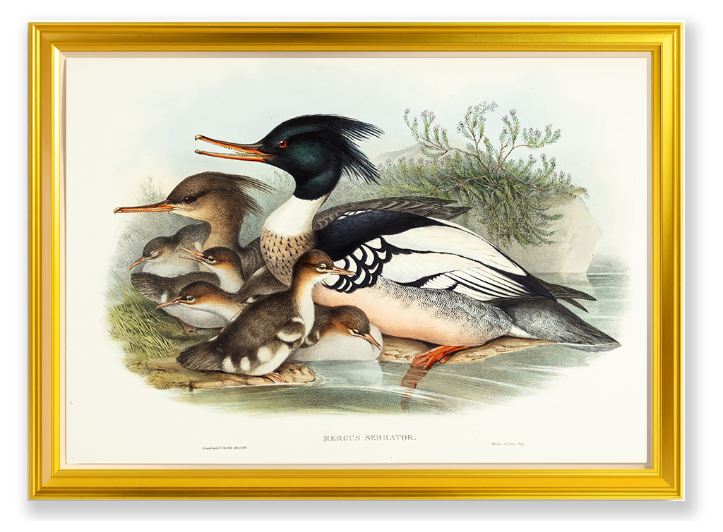 John Gould (1804-1881), Mergus serrator [Merganser]