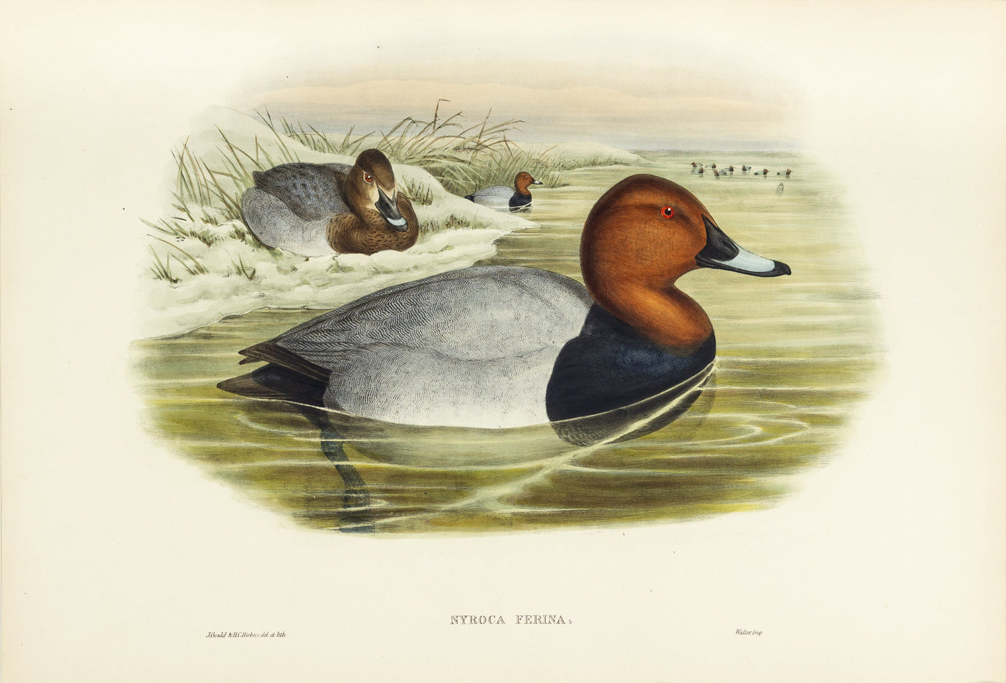 John Gould (1804-1881), Nyroca ferina [Pochard]