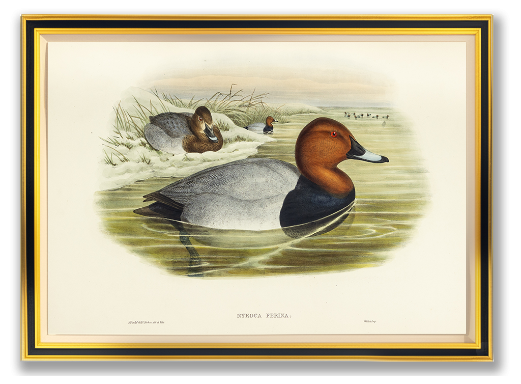 John Gould (1804-1881), Nyroca ferina [Pochard]