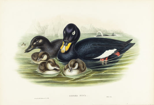 John Gould (1804-1881), Oidemia fusca [Velvet Scoter]