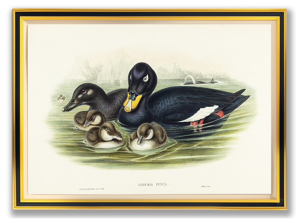 John Gould (1804-1881), Oidemia fusca [Velvet Scoter]