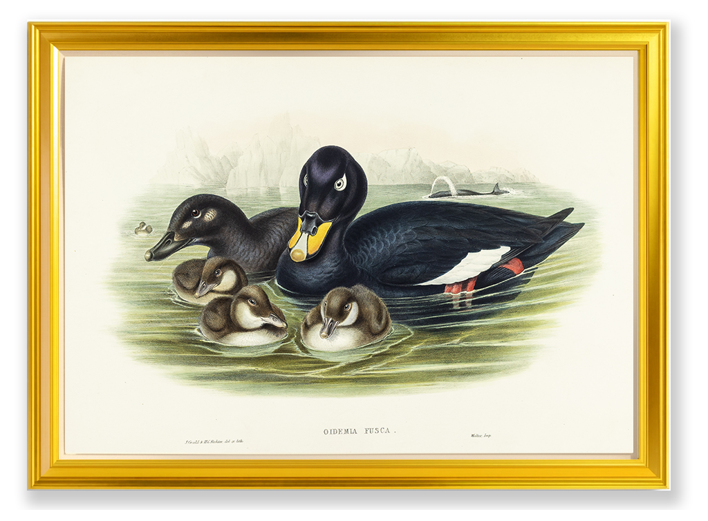 John Gould (1804-1881), Oidemia fusca [Velvet Scoter]