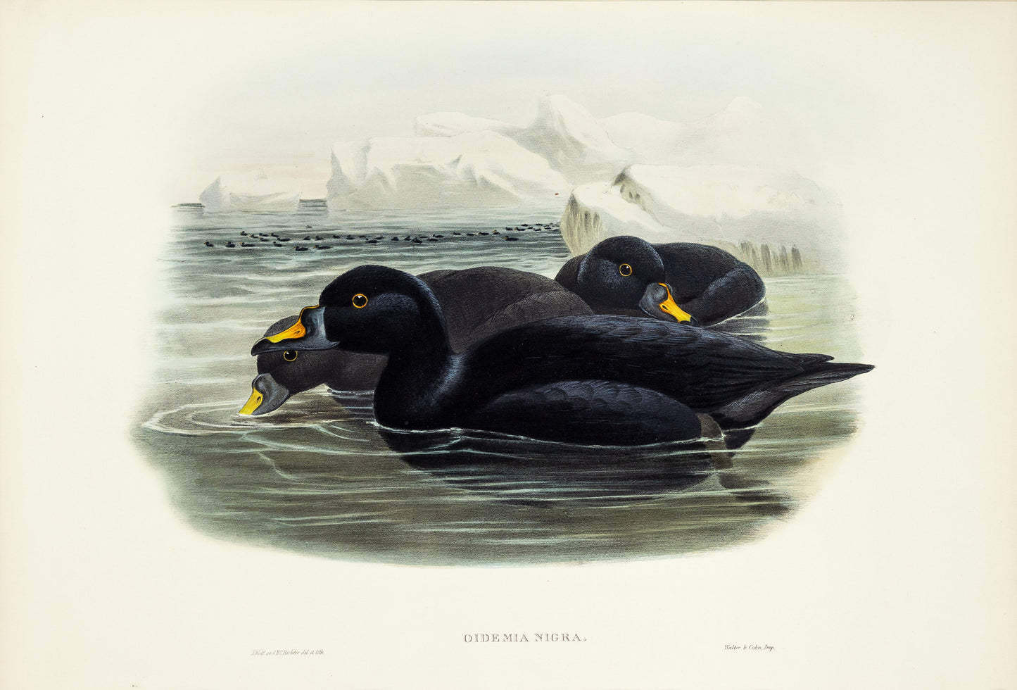 John Gould (1804-1881), Oidemia nigra [Scoter]