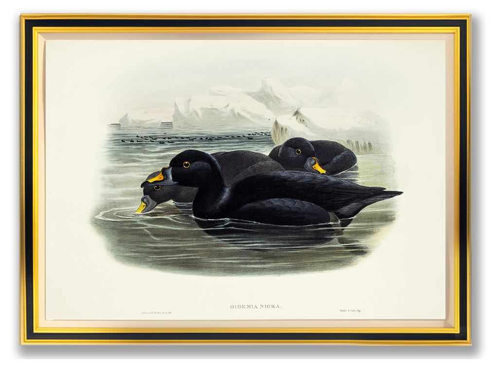 John Gould (1804-1881), Oidemia nigra [Scoter]