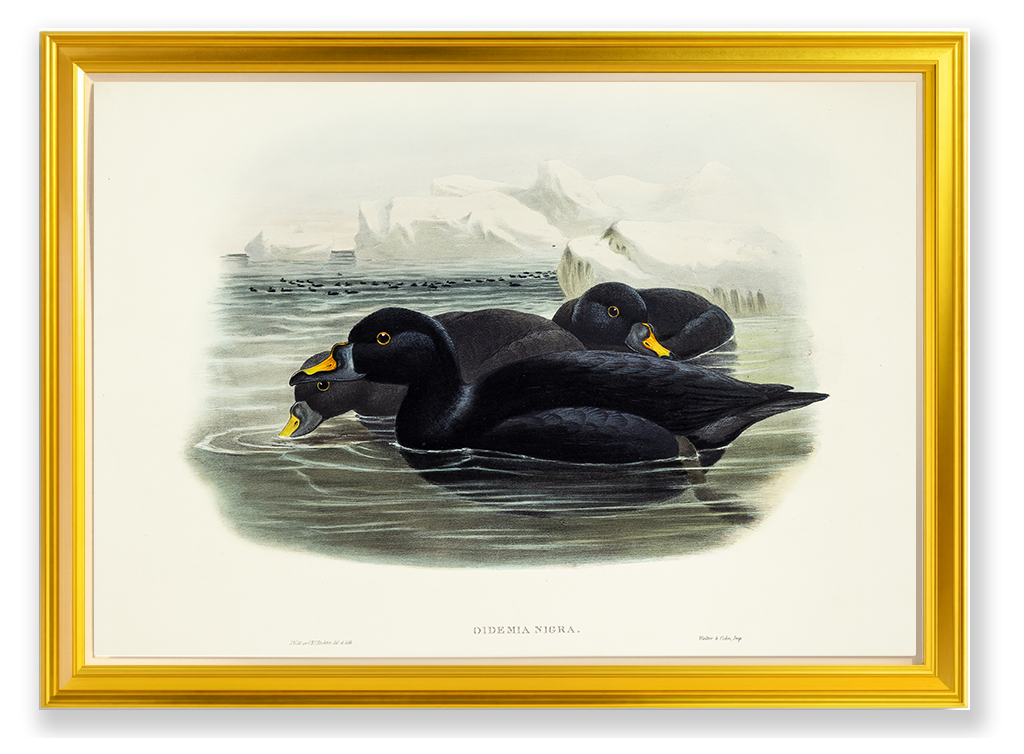 John Gould (1804-1881), Oidemia nigra [Scoter]