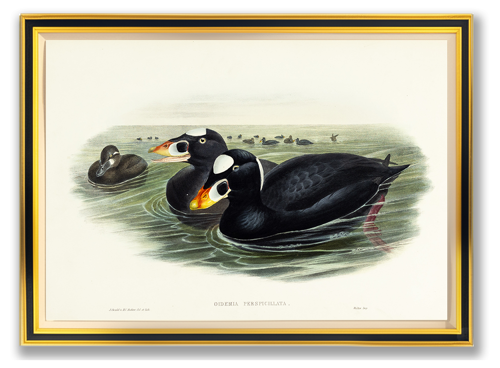 John Gould (1804-1881), Oidemia perspicillata [Surf-Scoter]