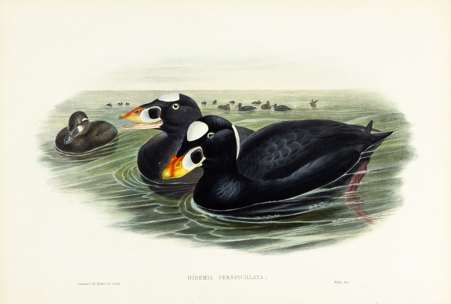 John Gould (1804-1881), Oidemia perspicillata [Surf-Scoter]