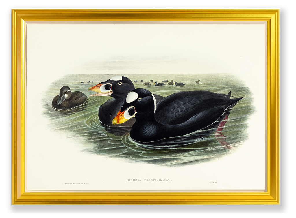 John Gould (1804-1881), Oidemia perspicillata [Surf-Scoter]