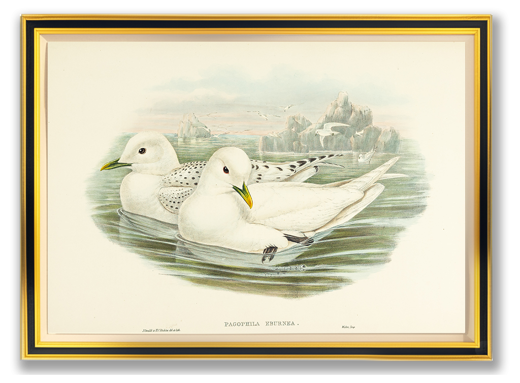 John Gould (1804-1881), Pagophila eburnea [Ivory Gull]