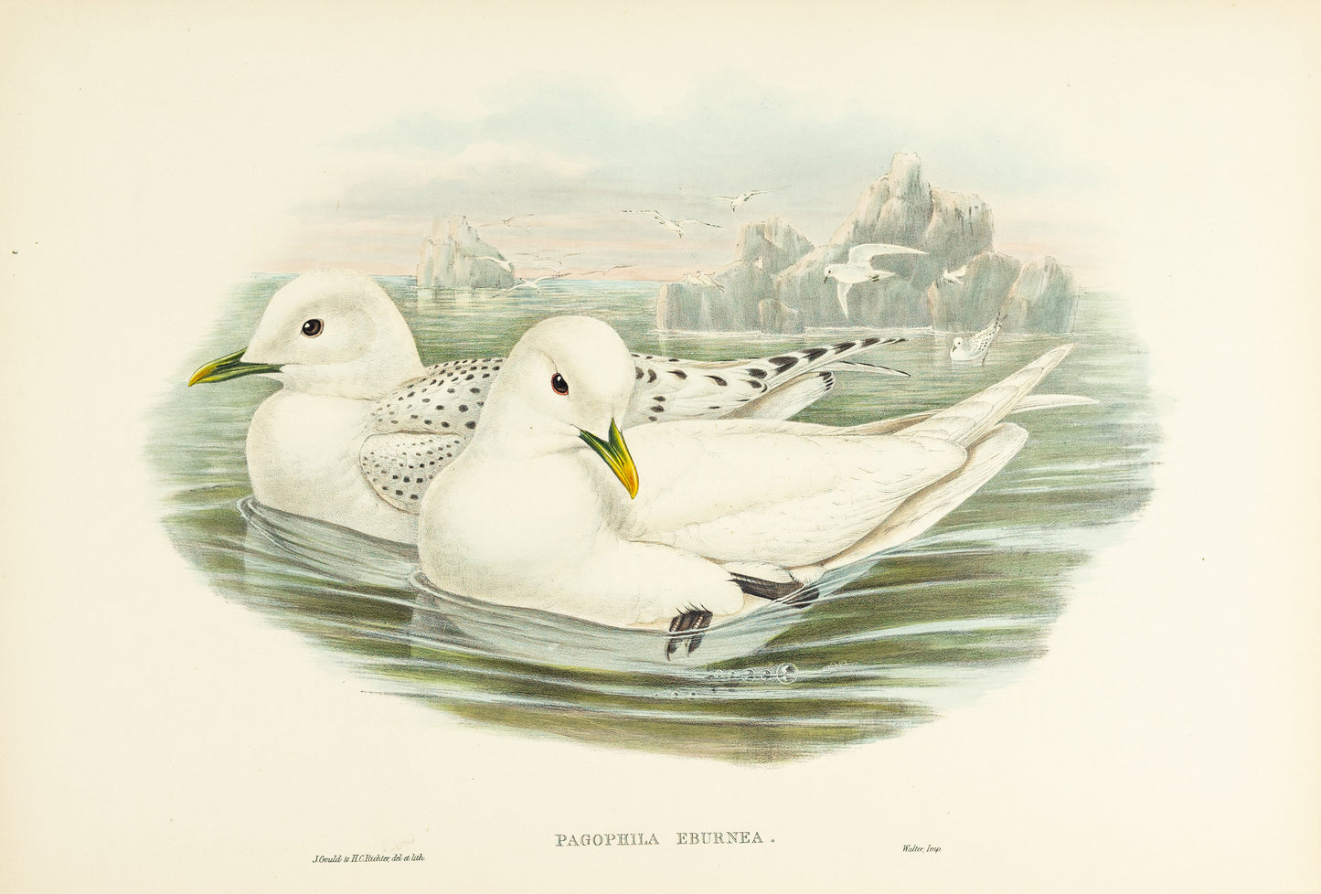 John Gould (1804-1881), Pagophila eburnea [Ivory Gull]