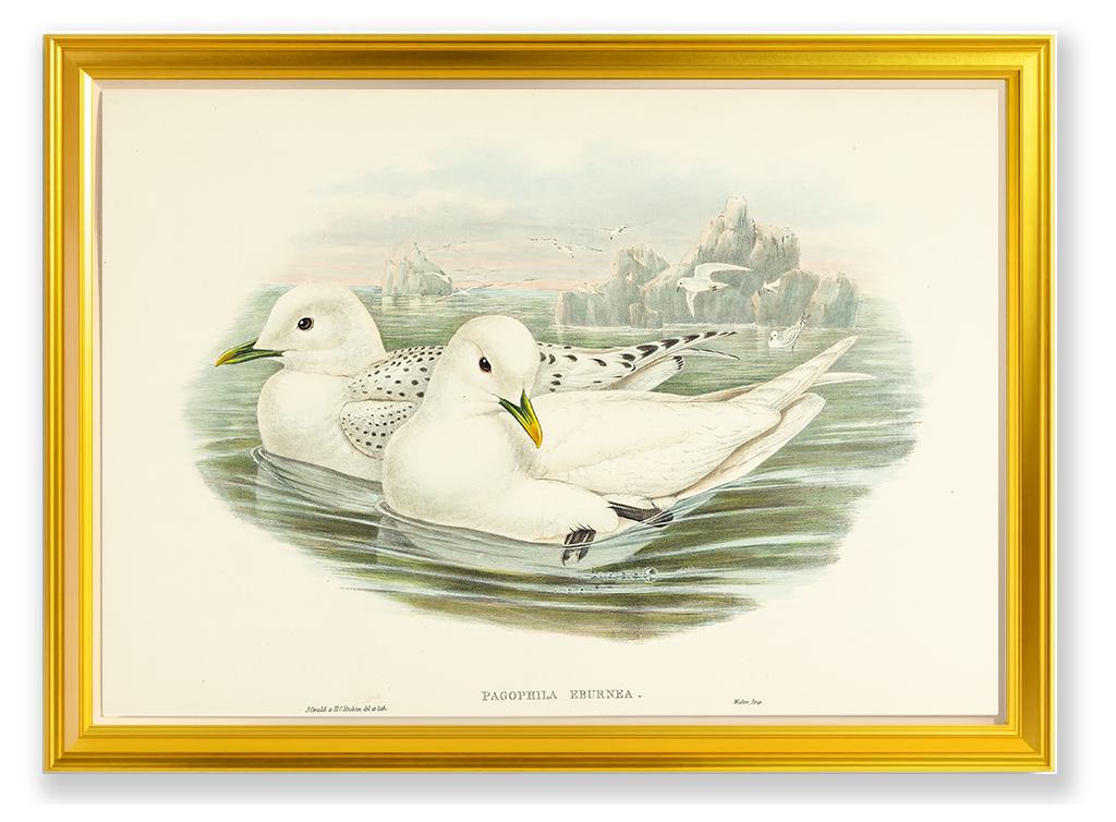 John Gould (1804-1881), Pagophila eburnea [Ivory Gull]