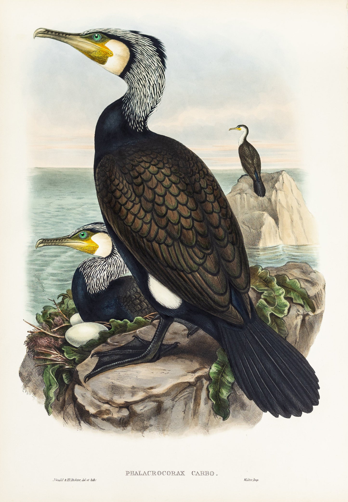 John Gould (1804-1881), Phalacrocorax carbo [Cormorant]