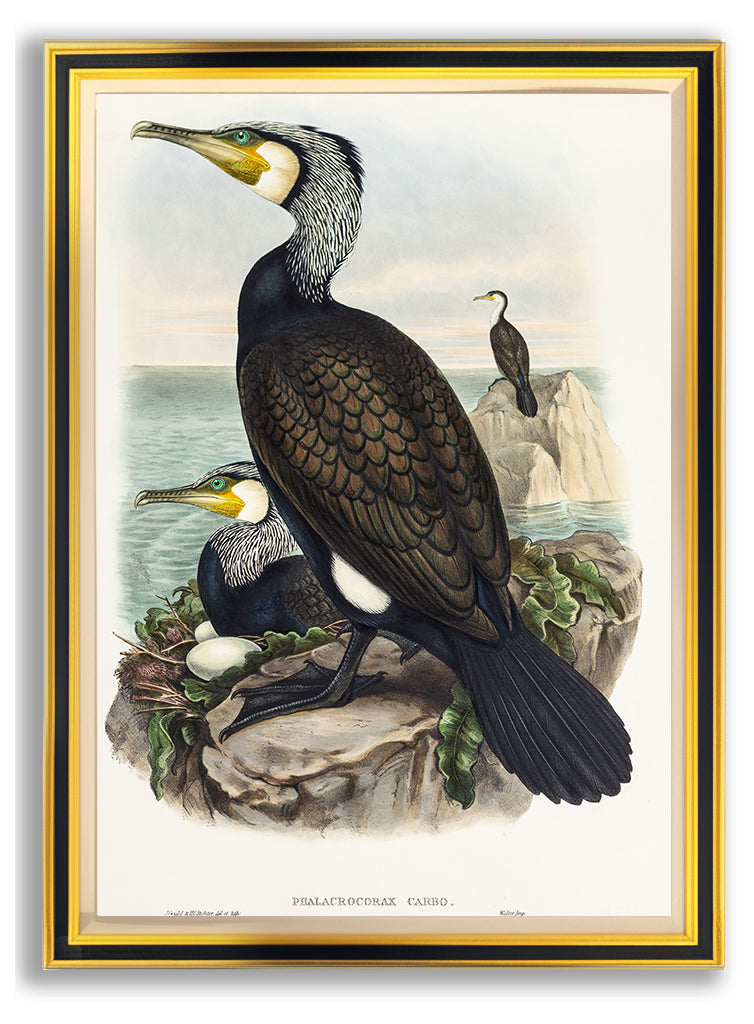 John Gould (1804-1881), Phalacrocorax carbo [Cormorant]