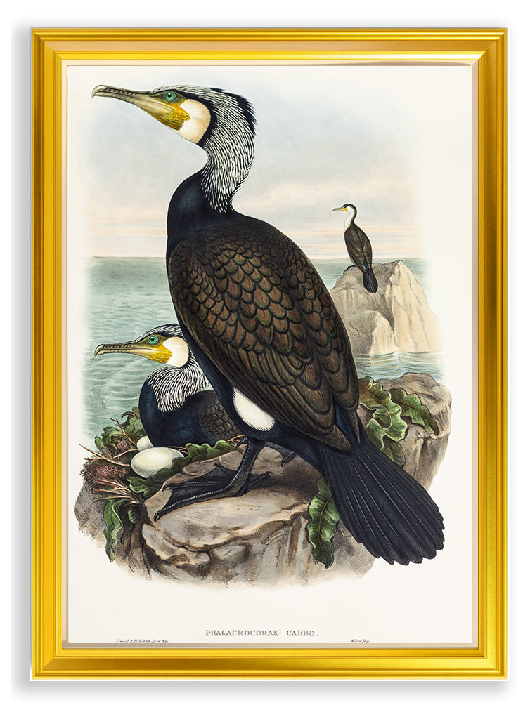 John Gould (1804-1881), Phalacrocorax carbo [Cormorant]