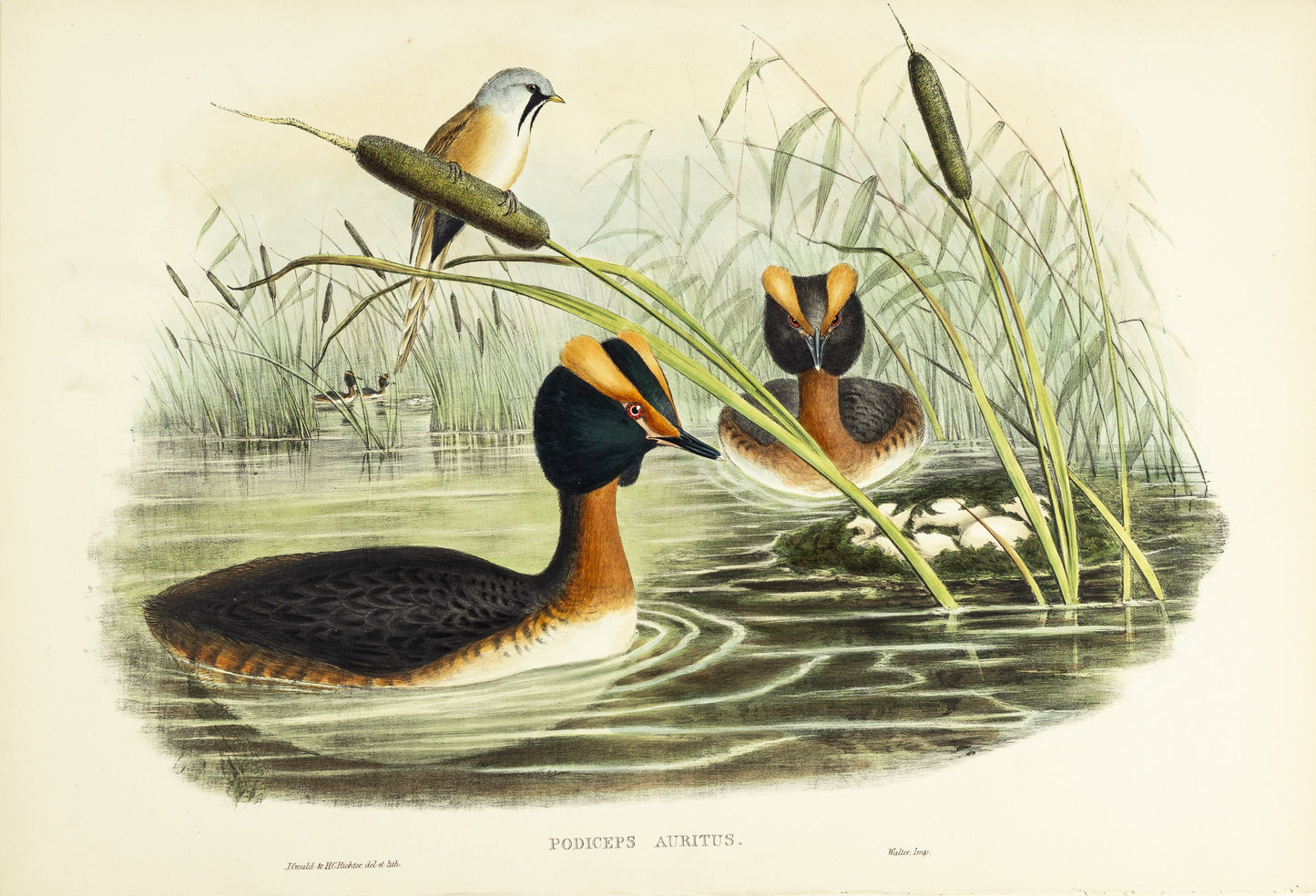 John Gould (1804-1881), Podiceps auritus [Horned Grebe]
