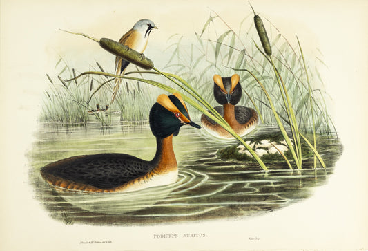 John Gould (1804-1881), Podiceps auritus [Horned Grebe]