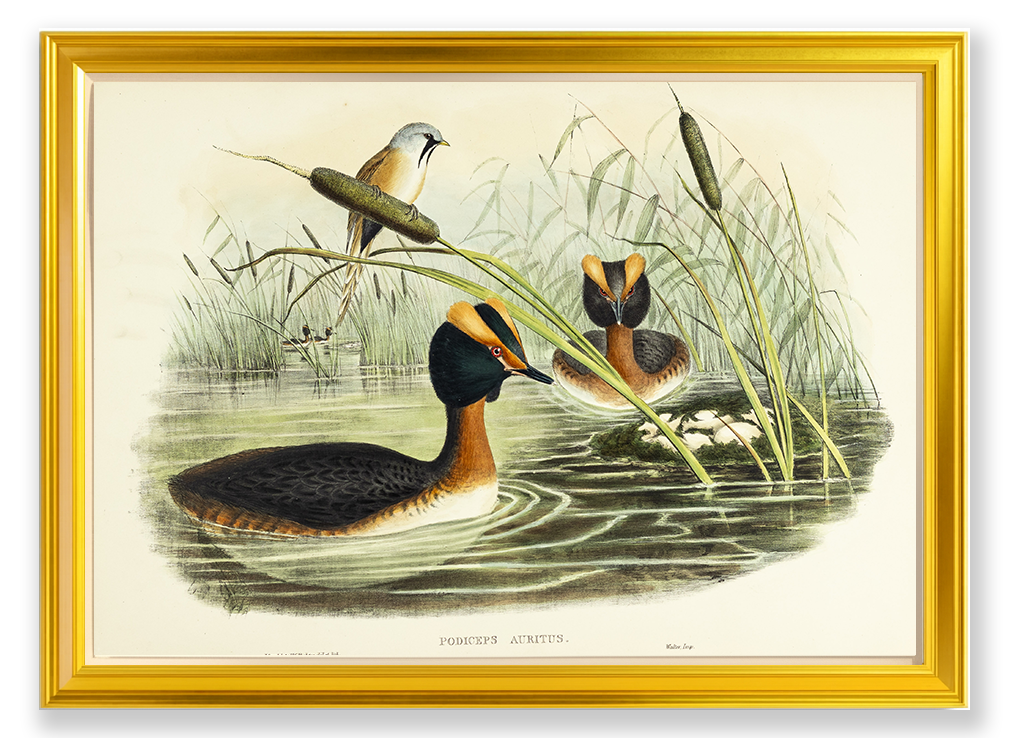 John Gould (1804-1881), Podiceps auritus [Horned Grebe]