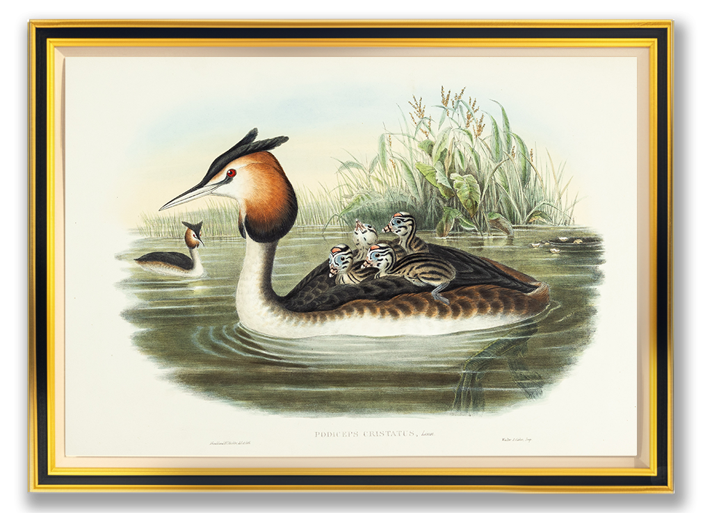 John Gould (1804-1881), Podiceps cristatus [Great-crested Grebe]