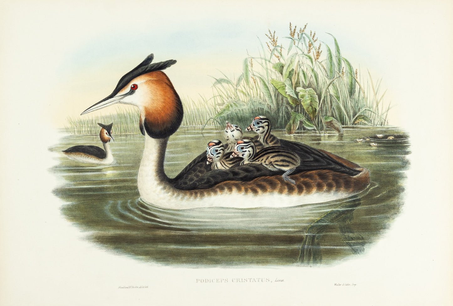 John Gould (1804-1881), Podiceps cristatus [Great-crested Grebe]