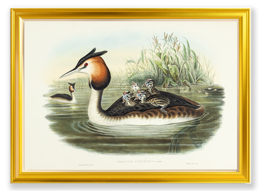 John Gould (1804-1881), Podiceps cristatus [Great-crested Grebe]