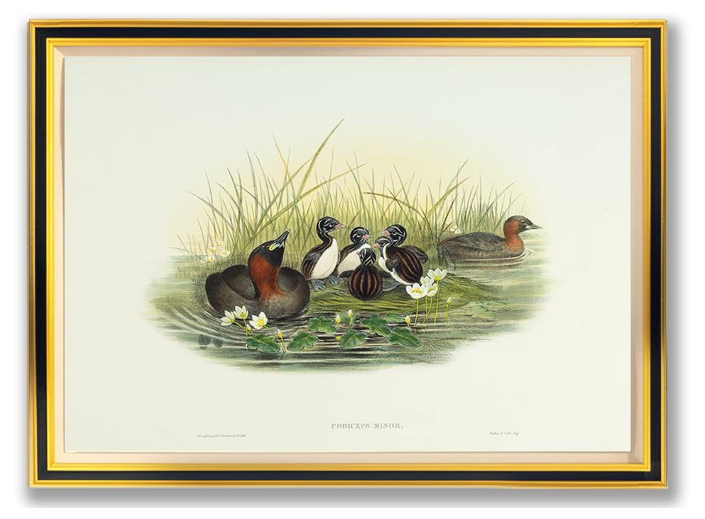 John Gould (1804-1881), Podiceps minor [Little Grebe or Dabchick]