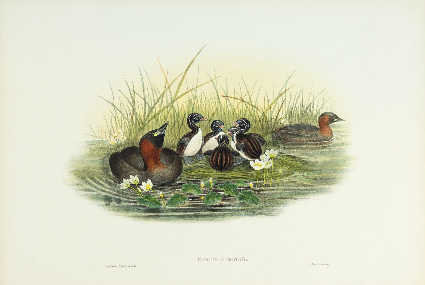 John Gould (1804-1881), Podiceps minor [Little Grebe or Dabchick]