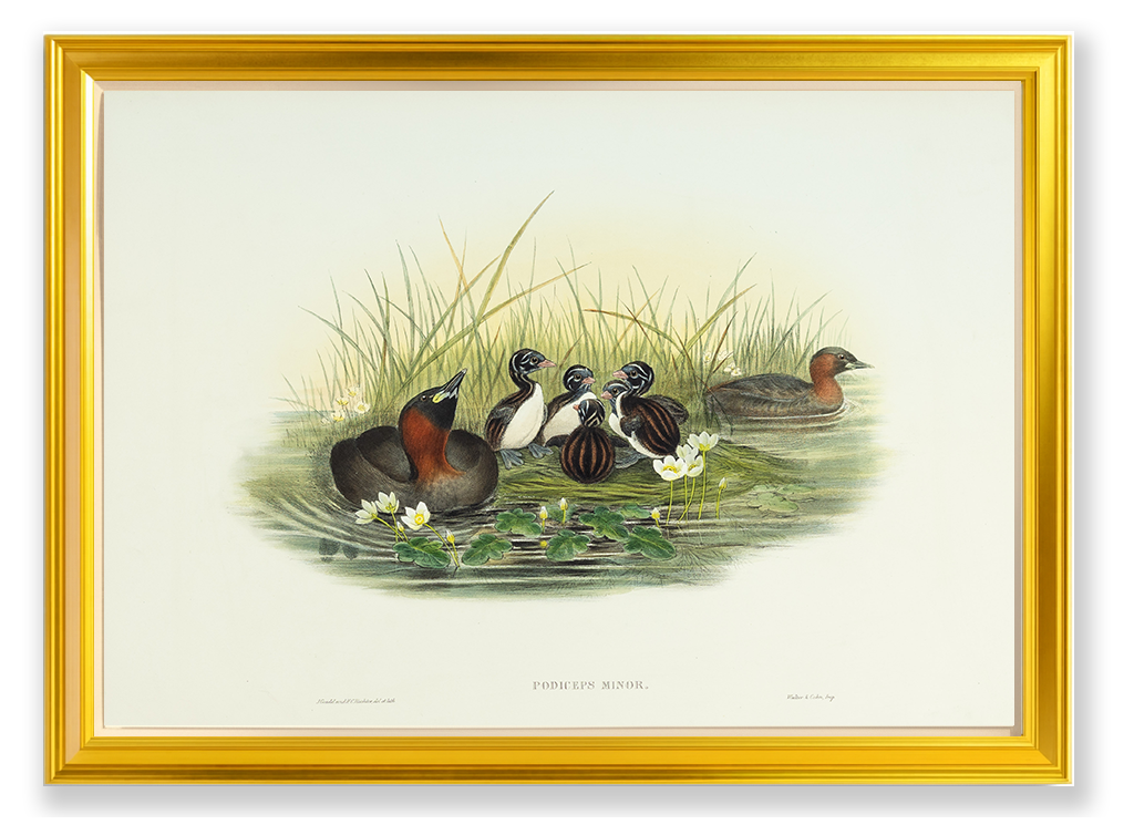 John Gould (1804-1881), Podiceps minor [Little Grebe or Dabchick]