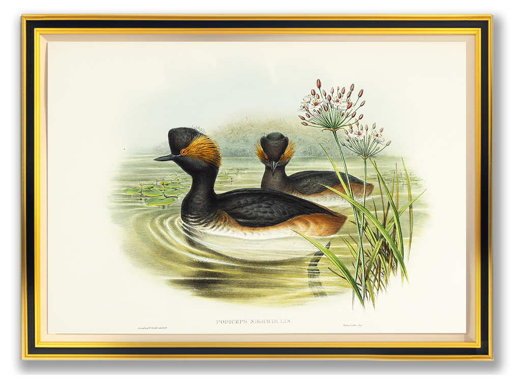 John Gould (1804-1881), Podiceps nigricollis [Eared Grebe]