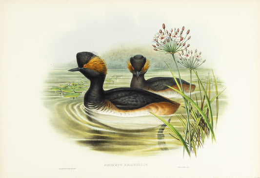 John Gould (1804-1881), Podiceps nigricollis [Eared Grebe]