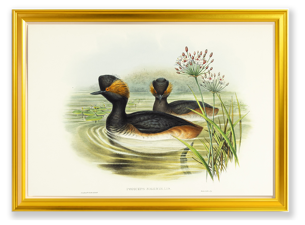 John Gould (1804-1881), Podiceps nigricollis [Eared Grebe]