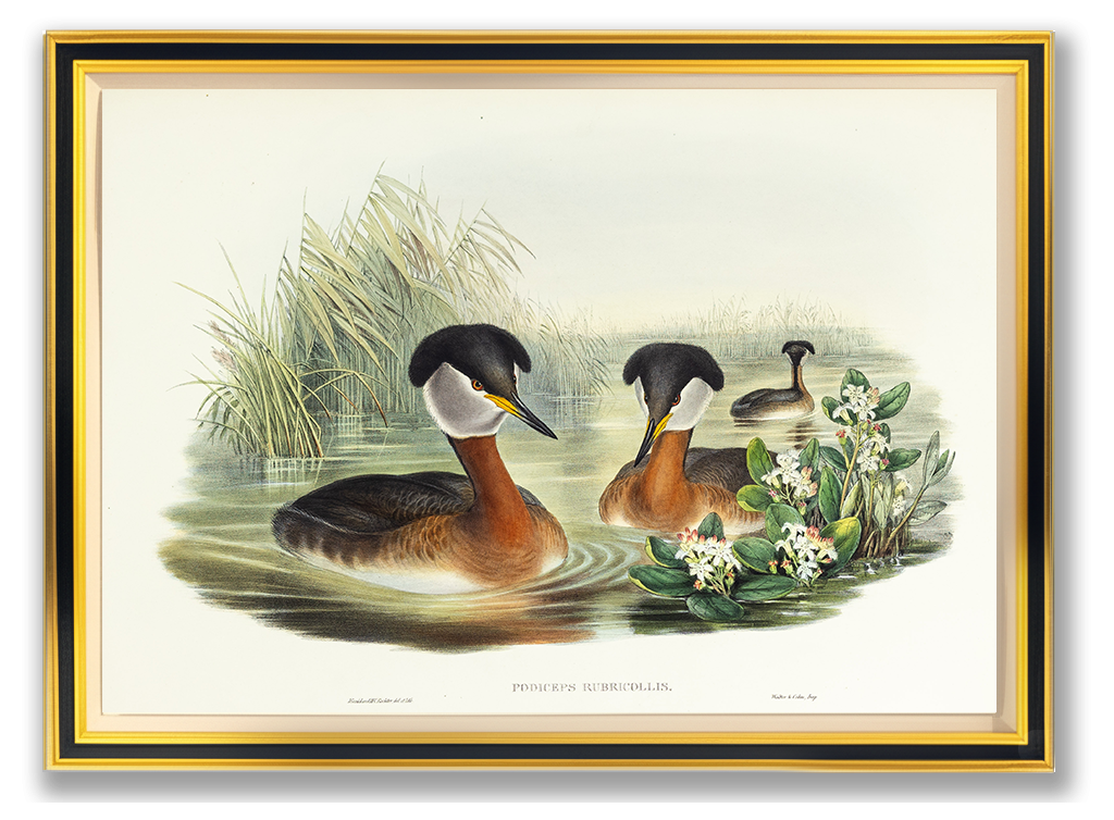 John Gould (1804-1881), Podiceps rubricollis [Red-necked Grebe]