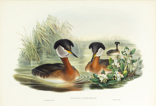 John Gould (1804-1881), Podiceps rubricollis [Red-necked Grebe]