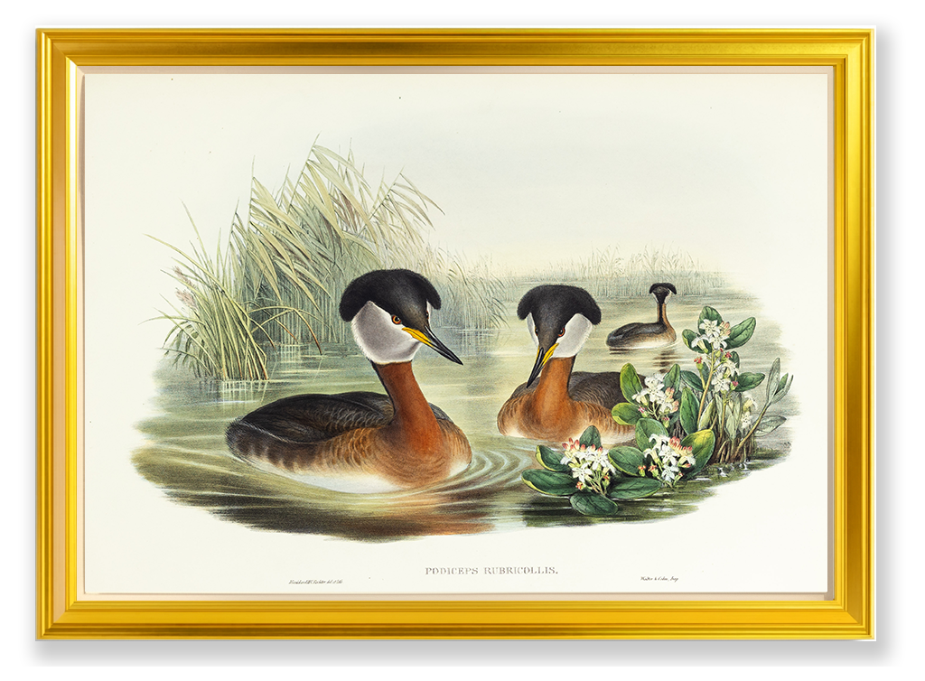 John Gould (1804-1881), Podiceps rubricollis [Red-necked Grebe]
