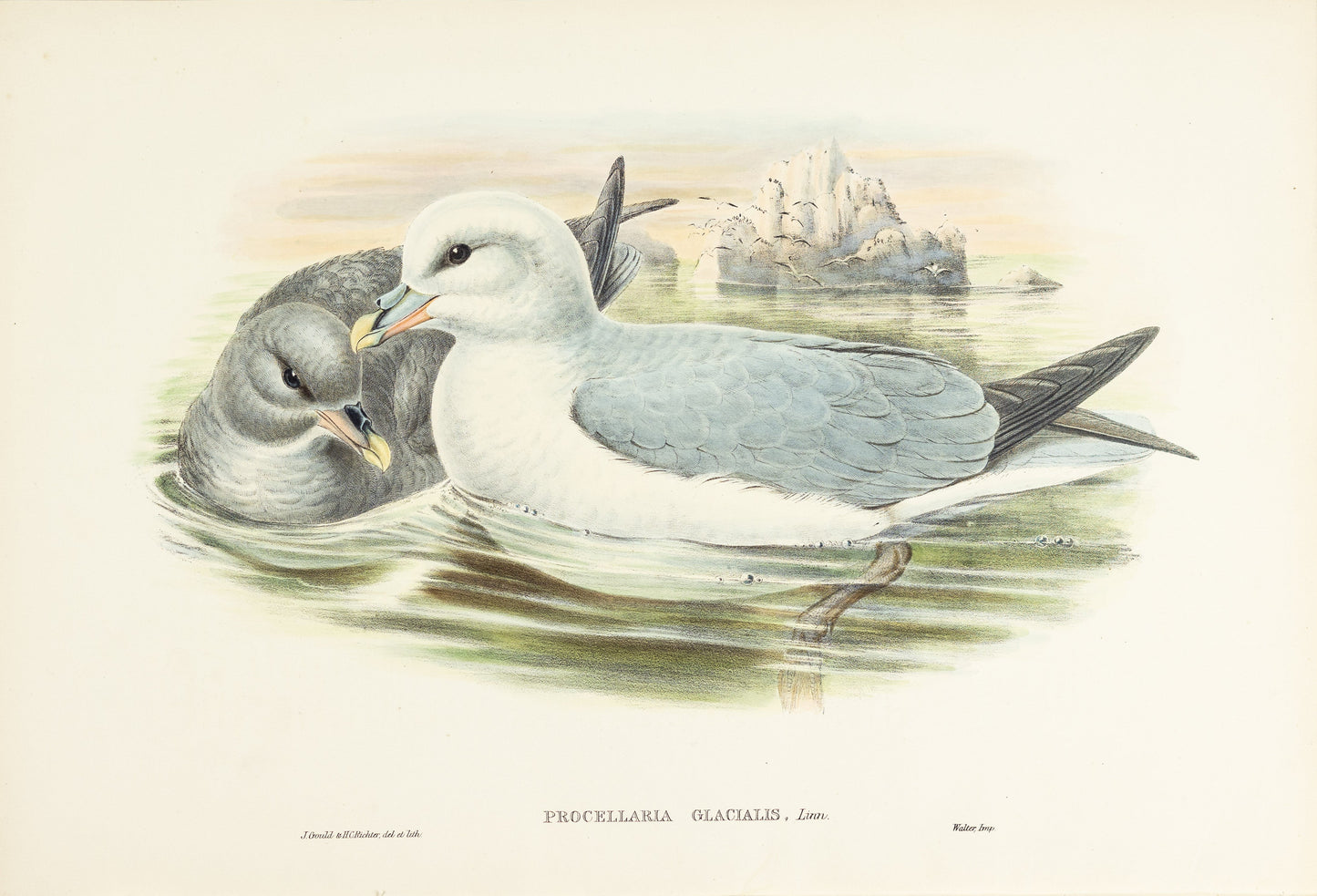 John Gould (1804-1881), Procellaria glacialis [Fulmar]
