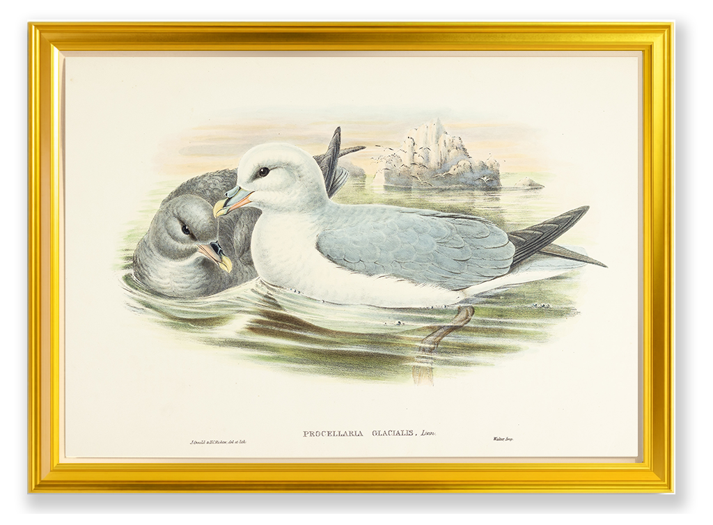 John Gould (1804-1881), Procellaria glacialis [Fulmar]